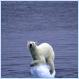 The Global Warming Polar Bear (Picture)