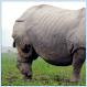 Indian rhino loses fight for life [Graphic photo]