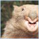 The secret sex life of wombats (complete with photo of a satisfied wombat, which you will never forget)