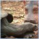 100 Year Old Tortoise Acts As Mom To Baby Hippo [PICS]