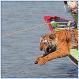 Tigress's spectacular leap to freedom [Pics]