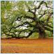 The Great Angel Oak [Pic]