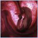 Animals In The Womb!!![Pics]