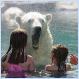 Swimming with Polar Bears [pics]