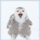 Wild Snowy Owl [PIC]
