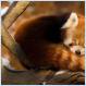 Firefox [Pic]