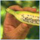 What Wild Undomesticated Bananas Look Like (PIC)