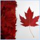 Canadian flag made with real maple leafs (Pic)