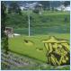 Rice Field Art In Japan [Pics]