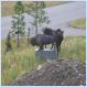 There was some damage to the statue of the American Bison in front of the house in big sky...[Pictures]