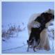 Polar Bears and Puppies playing together in the arctic (Photos)